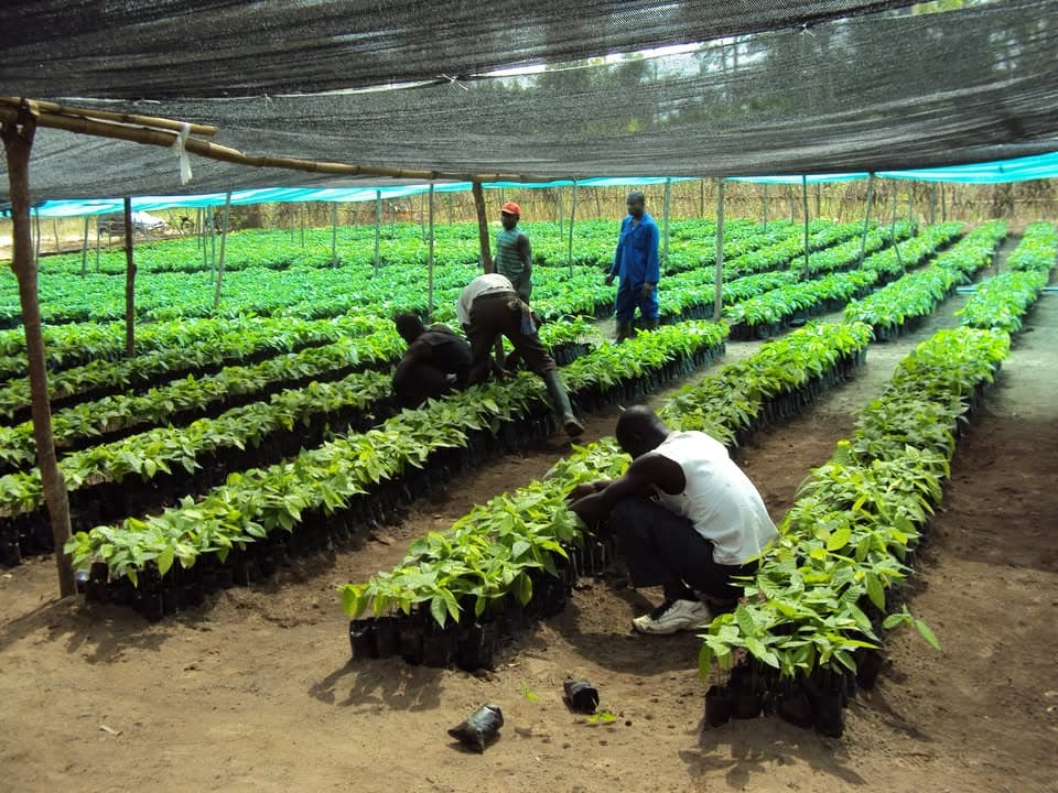 cocoa-nursery