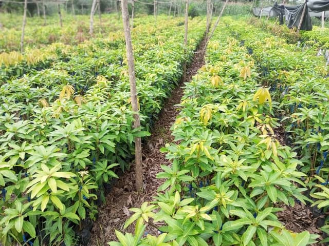 Seedlings