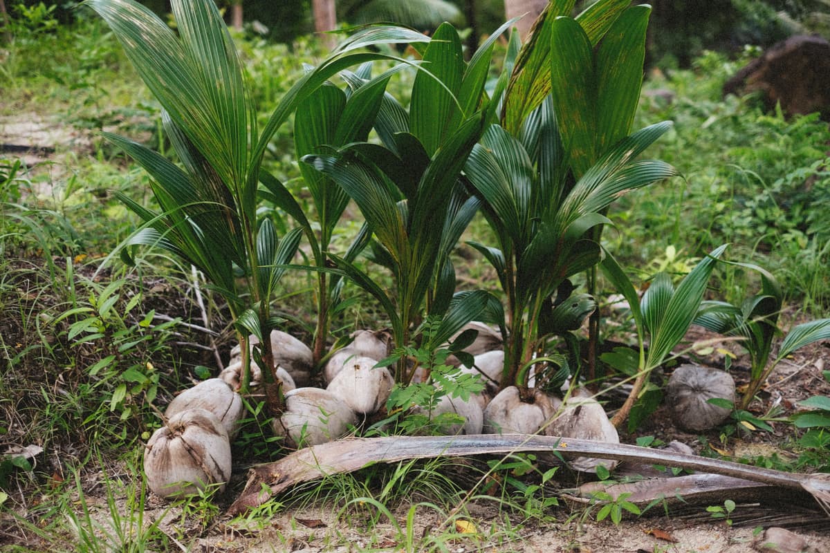 Premium Seedlings